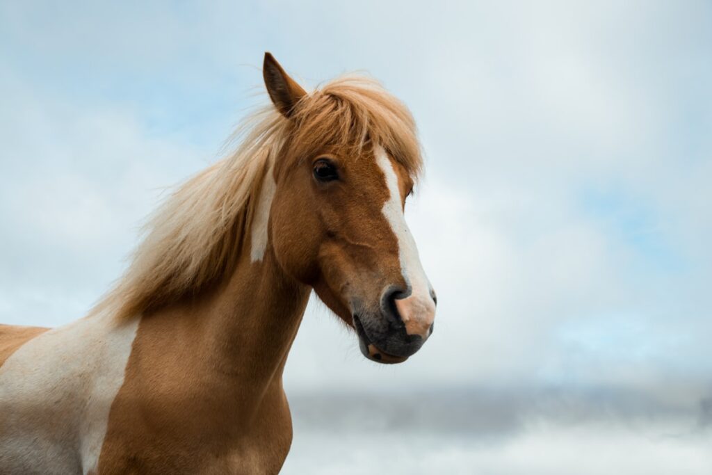 Cours equitation en centre equestre